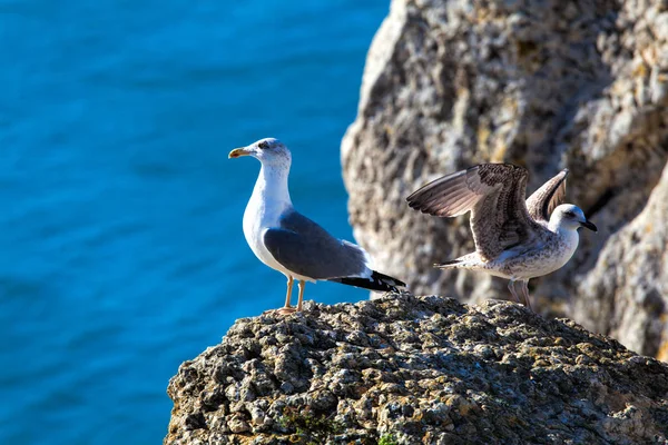 A seagull sits on a rock against the background of the sea . — Stock Photo, Image