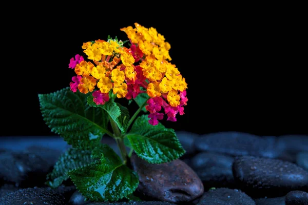Martwa natura z kwiatami i czarne kamienie — Zdjęcie stockowe