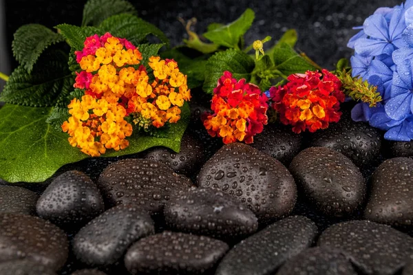 Bodegón con flores y piedras negras —  Fotos de Stock