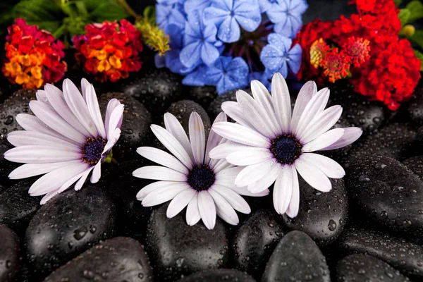 Piękne białe kwiaty z kamieni na ciemnym tle — Zdjęcie stockowe