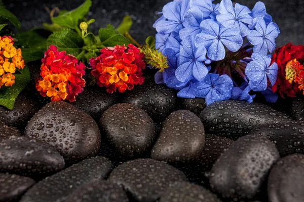 Zátiší s květinami a černých kamenů — Stock fotografie