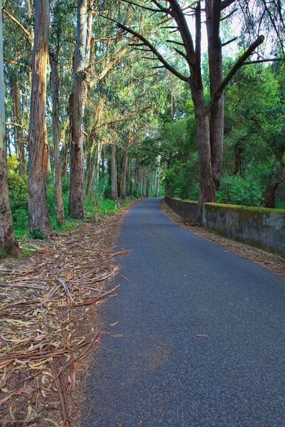 Estrada em uma floresta verde na primavera — Fotografia de Stock