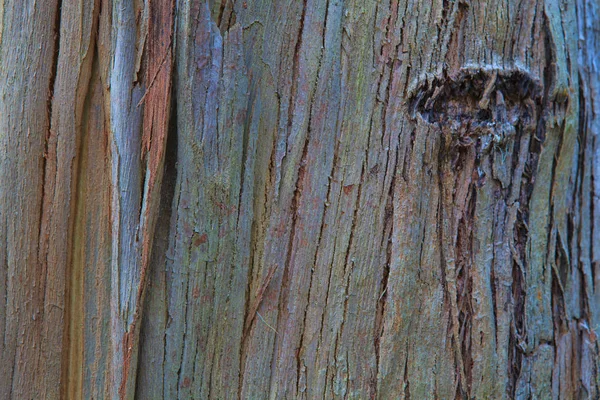 Primo piano della corteccia di un vecchio albero — Foto Stock