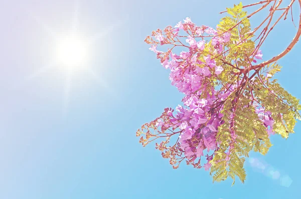 Blossoming  tree branch at sunset or sunrise — Stock Photo, Image