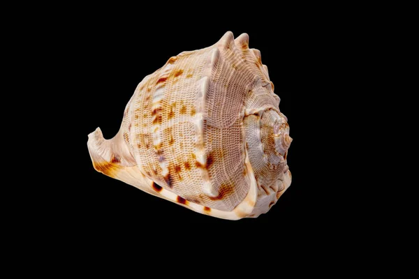 Zee shell geïsoleerd op zwarte achtergrond — Stockfoto