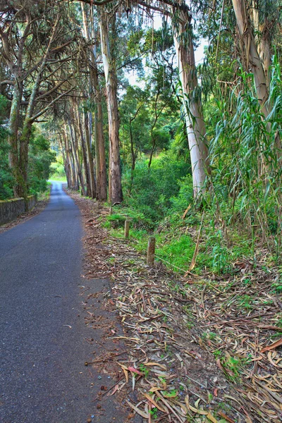 Road in a green forest in the spring — Stock Photo, Image