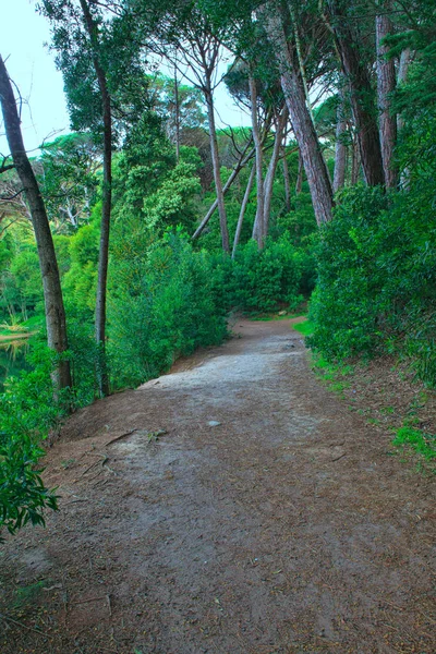 Дорога в зеленом лесу весной — стоковое фото
