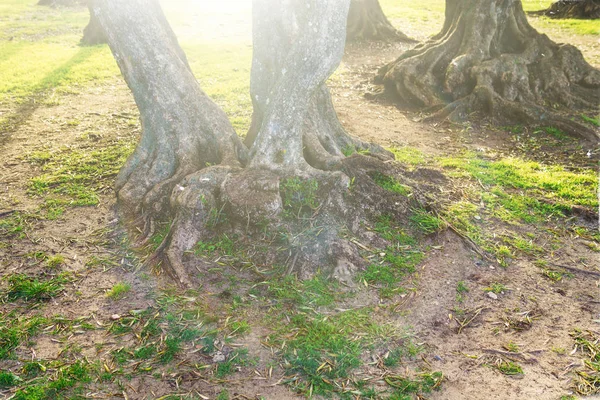 Die Wurzel des Baumes im grünen Gras. — Stockfoto