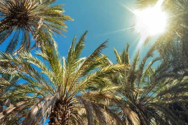 Palmboom Tegen Achtergrond Van Zomer Hemel — Stockfoto