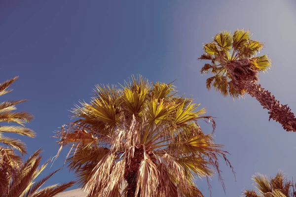 Palmboom Tegen Achtergrond Van Zomer Hemel — Stockfoto