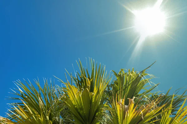 Palmboom Tegen Achtergrond Van Zomer Hemel — Stockfoto