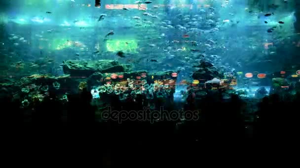 Timelapse des gens qui regardent les poissons dans l'immense aquarium — Video