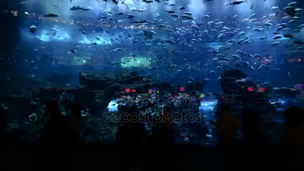 巨大な水族館で魚を見ている人のタイムラプス — ストック動画