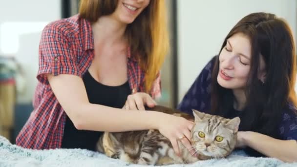 Duas mulheres felizes amigos deitado na cama abraço gordura irritado gato e se divertir na cama — Vídeo de Stock