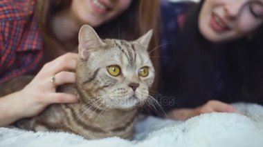 Yatakta yatan iki mutlu kadın arkadaşlar closeup şişman kızgın kedi sarılmak ve yatakta iyi eğlenceler