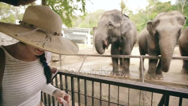Viajera joven alimenta al elefante en el zoológico en el parque nacional de Tailandia — Vídeos de Stock