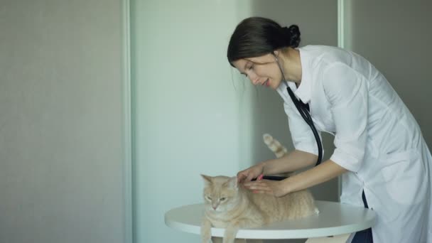 Ветеринарная женщина осматривает кота стетоскопом в медицинском кабинете — стоковое видео