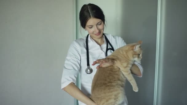 Young veterinarian woman with stethoscope holding cat in vet medical office — Stock Video