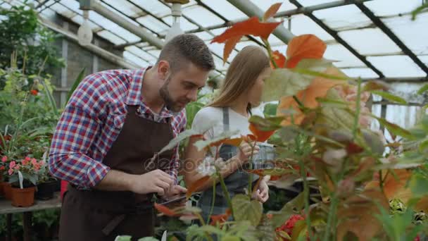 Νεαρό ζευγάρι ιδιοκτήτες εργασία στο κέντρο κήπων. Ελκυστικός άνδρας και γυναίκα στην ποδιά μετράνε λουλούδια χρησιμοποιώντας υπολογιστή δισκίο κατά τη διάρκεια της εργασίας σε θερμοκήπιο — Αρχείο Βίντεο