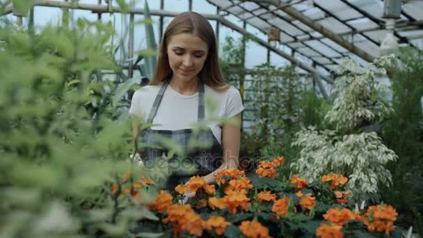 Atractiva jardinera sonriente en delantal regando plantas y flores con rociador de jardín en invernadero — Vídeo de stock