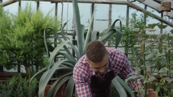 Долли снимок привлекательного садовника в фартуке полива растений и цветов с садовым распылителем в оранжерее — стоковое видео