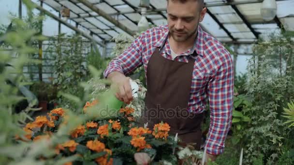 Attraente giardiniere uomo in grembiule irrigazione piante e fiori con spruzzatore giardino in serra — Video Stock