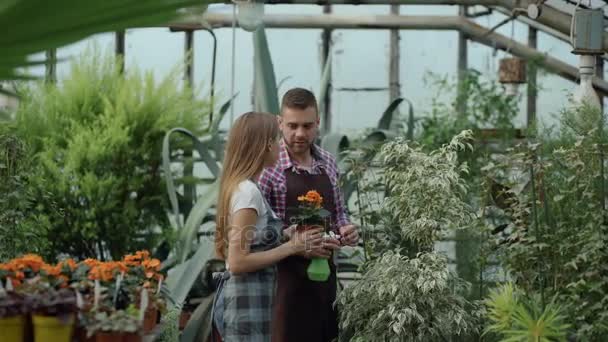 Cuplul atractiv lucrează în seră. Omul grădinar în șorț udarea plantelor și florilor cu pulverizator de grădină în timp ce prietena lui vorbește cu el — Videoclip de stoc