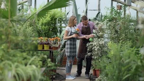 Una pareja atractiva trabaja en invernadero. Hombre jardinero en delantal regando plantas con rociador de jardín mientras su novia le habla — Vídeos de Stock