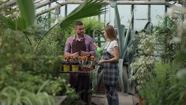 Attraktive Paar arbeiten im Gewächshaus. Gärtnerin in Schürze gießt Pflanzen mit Gartensprayer, während ihr Mann mit ihm spricht — Stockvideo