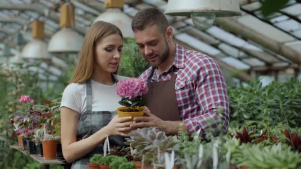 Aantrekkelijke paar werken in kas. Jonge vrouw en man Bloemisten in schort praten en bespreken over bloemen — Stockvideo