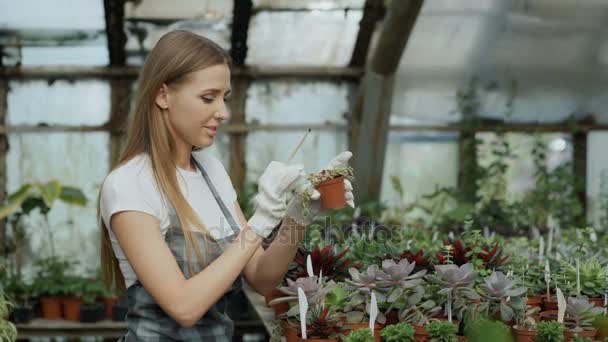 Junge fröhliche Frau in Schürze und Handschuhen gärtnert Pflanzen und lockert Boden in Blume im Gewächshaus — Stockvideo
