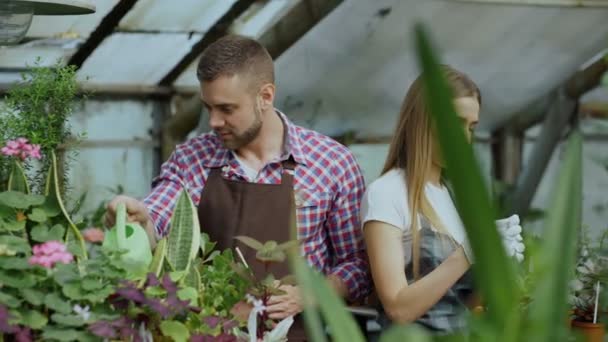 Ung glad man i förkläde vattning växten och chatta med kvinna i handskar lossa marken i blommor i växthus — Stockvideo