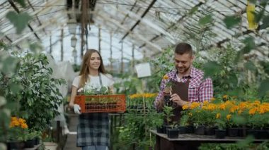 Önlük serada çalışan genç çekici Çiçekçiler çift. Neşeli kadın çiçek ve görüşmeler adam kutusuyla yürürken gevşetin bitki