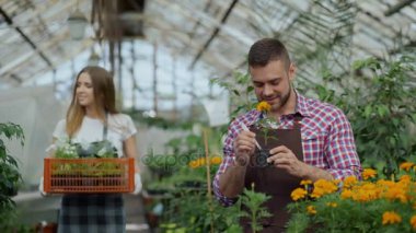 Önlük serada çalışan genç çekici Çiçekçiler çift. Neşeli kadın çiçek ve görüşmeler adam kutusuyla yürürken gevşetin bitki