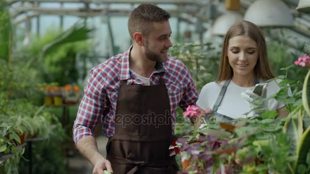 Felice giovane coppia giardiniere in grembiule che lavora in serra. Allegro uomo abbraccio e bacio moglie mentre lei parla telefono — Video Stock