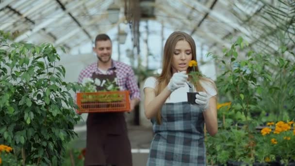 Giovani fioristi attraenti coppia in grembiule che lavorano in serra. Allegro uomo che cammina con scatola di fiori e parla donna allentare la pianta — Video Stock