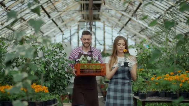 Jovens floristas atraentes casal em avental trabalhando em estufa. Homem alegre andando com caixa de flores e fala mulher soltar planta — Vídeo de Stock