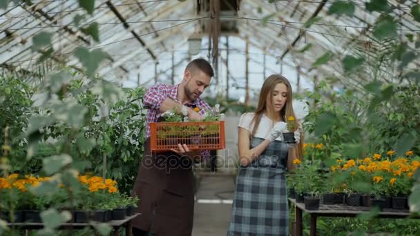 Молоді привабливі флористи пара в фартухах, що працюють в теплиці. Веселий чоловік з коробкою з квітами говорить жінка розпущена рослина — стокове відео