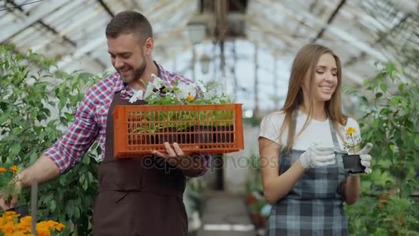 Jovens floristas atraentes casal em avental trabalhando em estufa. Homem alegre com caixa de flores falando mulher soltar planta — Vídeo de Stock