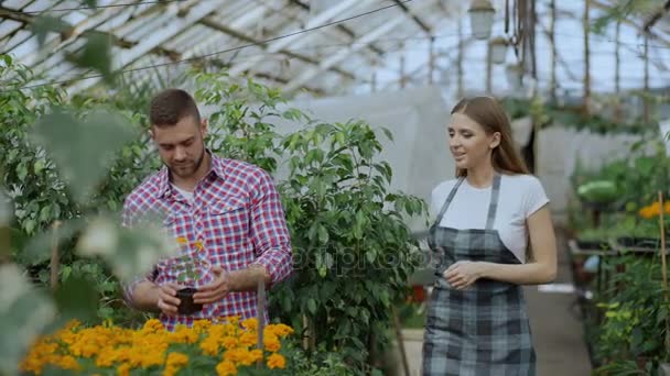 Jonge vriendelijke vrouw tuinman in gesprek met de klant en geven hem advies tijdens het werken in tuincentrum — Stockvideo