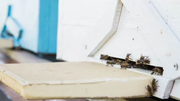 Timelapse of bees flying into beehive entrance on summer day — Stock Video