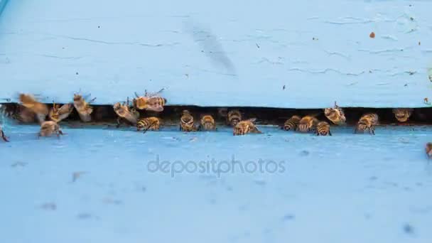 Closeup timelapse of bees flying into beehive entrance on summer day — Stock Video