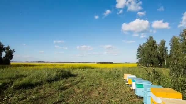 Timelapse av bigården och flygande bin på blossom gula fältet — Stockvideo