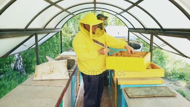 Два пчеловода проверяют рамы и собирают мед во время работы на пасеке в летний день — стоковое видео