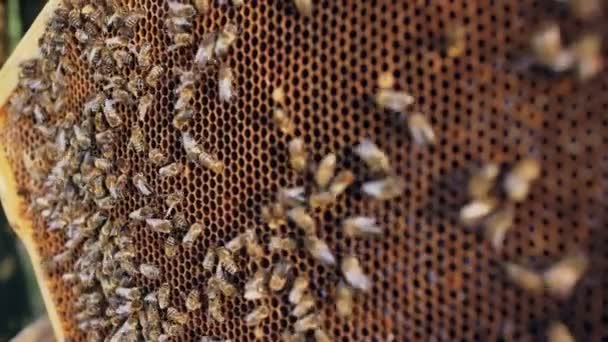Primer plano de abejas en marcos de madera de miel en colmenar — Vídeo de stock