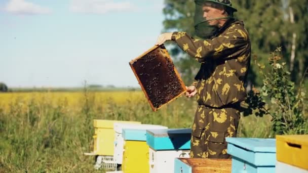 Hombre apicultor comprobando marco de madera antes de cosechar miel en colmenar — Vídeos de Stock