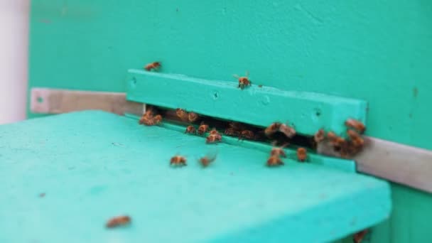 Κινηματογράφηση σε πρώτο πλάνο από τις μέλισσες που πετούν στην είσοδο της κυψέλης με μέρα του καλοκαιριού — Αρχείο Βίντεο