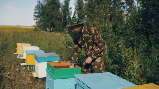 Genç arıcı adam açık ahşap kovan arı kovanı içinde çalışırken kontrol etmek için — Stok video