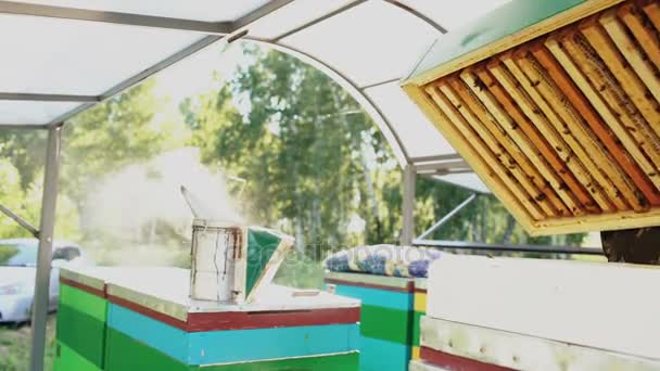 Young beekeeper man smoking bees away from beehive in apiary — Stock Video