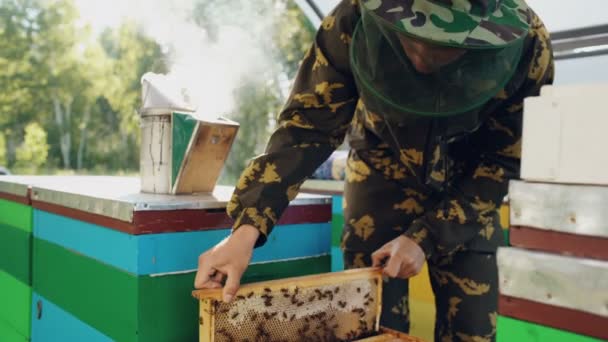 Пчеловод проверяет деревянную раму перед уборкой меда на пасеке — стоковое видео